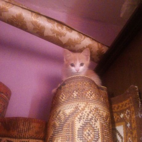 сиамская кошка шымкент