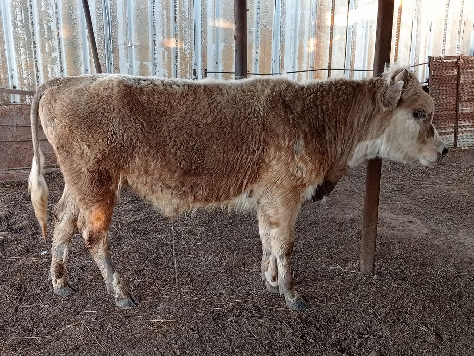 Быки 2025г  2 бас бука