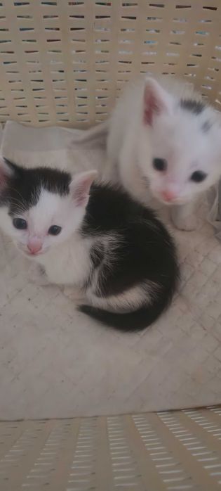 Мысық балдары бар.