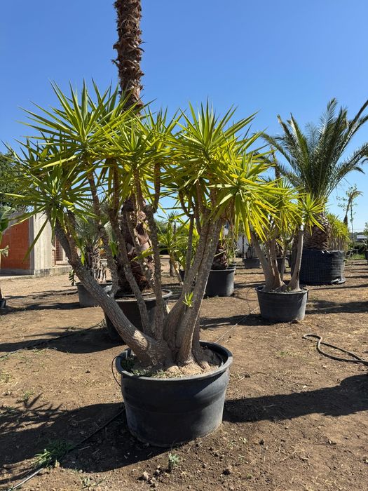 Palmieri Sterlitzia Leandri