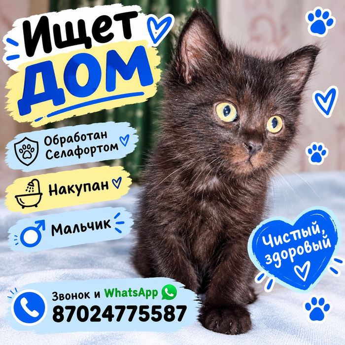 Котята в добрые руки