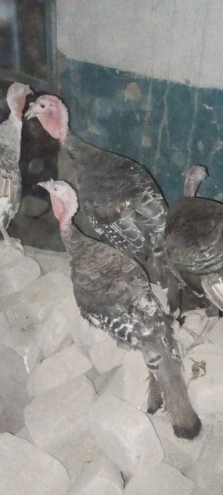 Makiyon kurkalar sotiladi