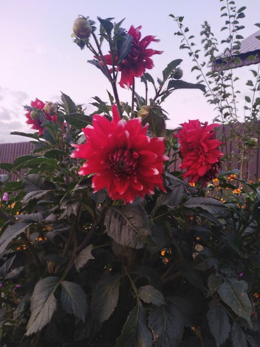 Продам Клубни георгина