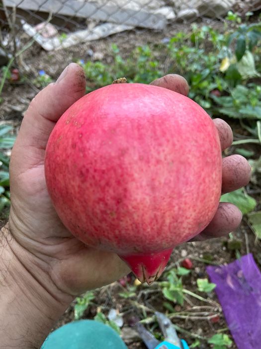 Нарове – селекция от много сортове с различни характеристики, дръвчета