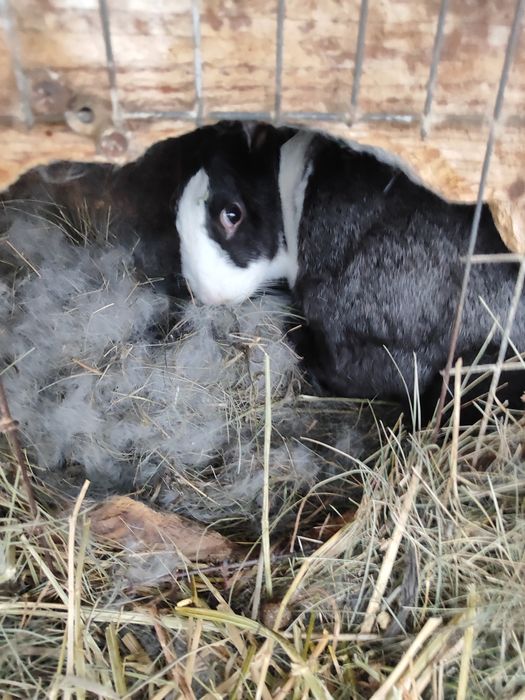 Hycole francez cu noua iepurași