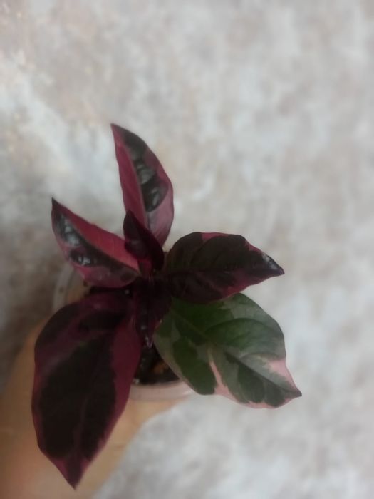 Продам цветы разные