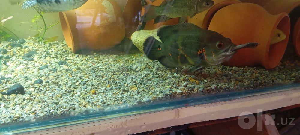 Akvarium baliqlari bilan