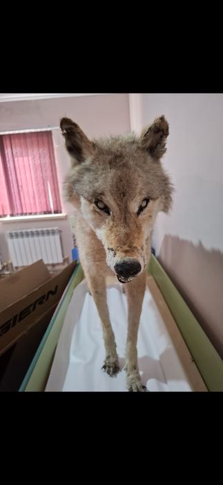 Волк Чучело волка