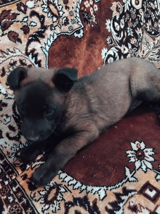 Ciobănesc belgian malinois