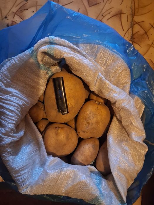Картофель домашний
