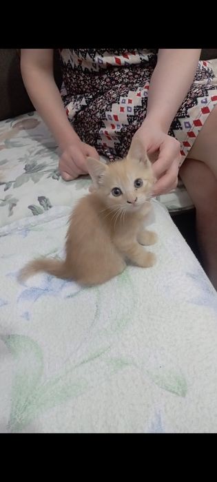 Одам котят хорошие добрые руки