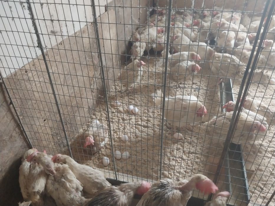 Куры несушки белые в наличии