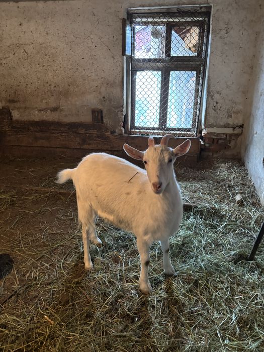 Capra alba de vanzare