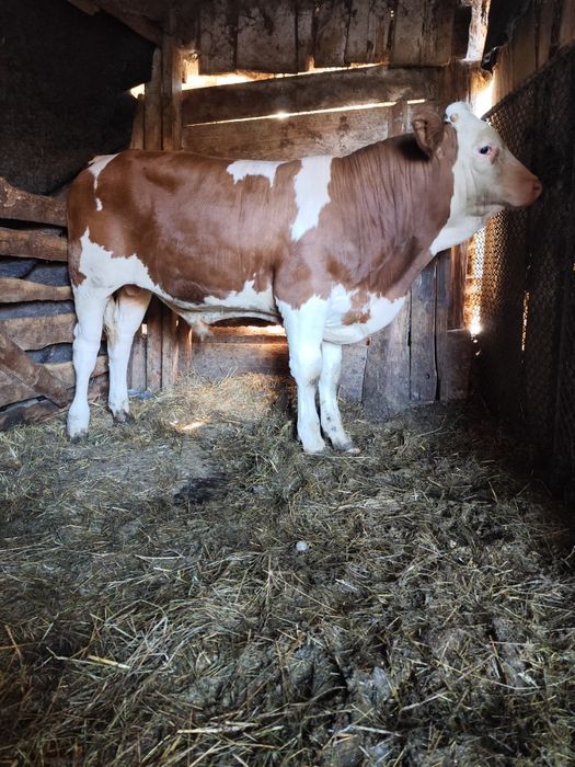 Vând vițel , tăuraș