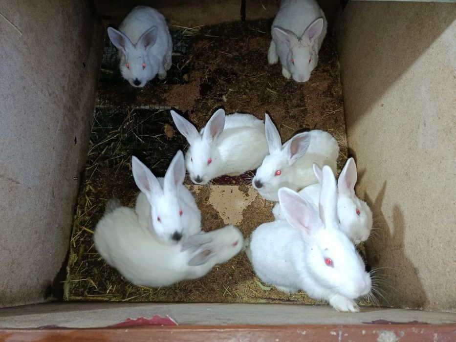 Quyon bolalari sotiladi