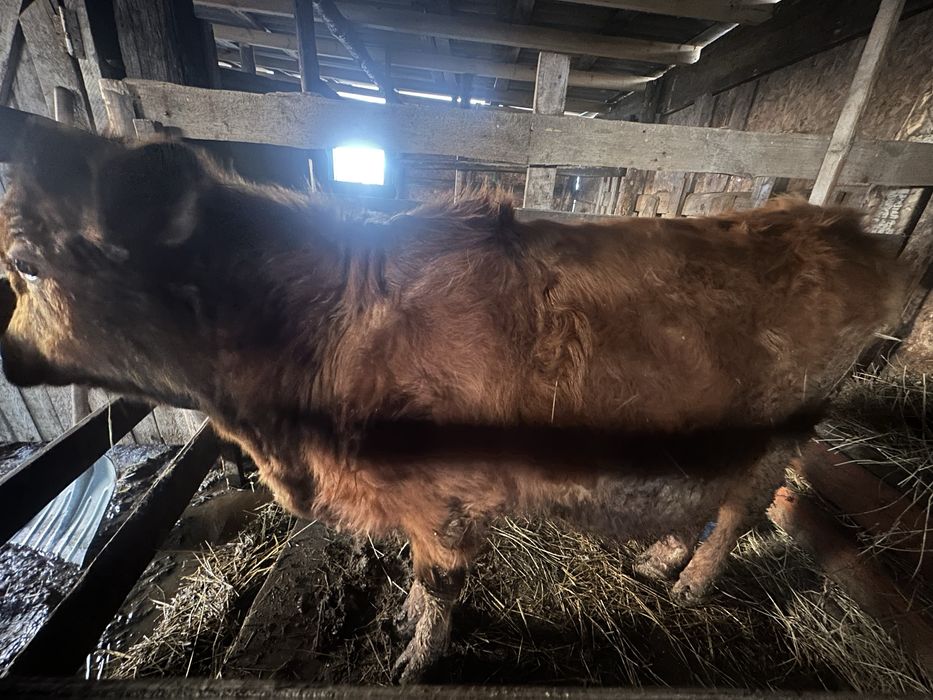 Продам годовалых бычков