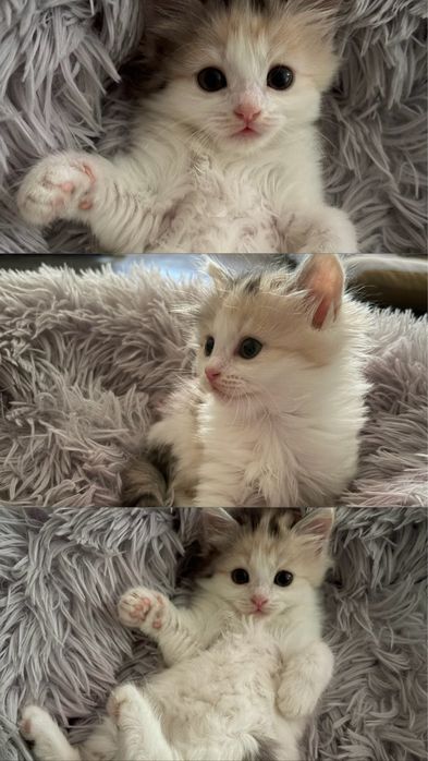 Кошечка в добрые руки