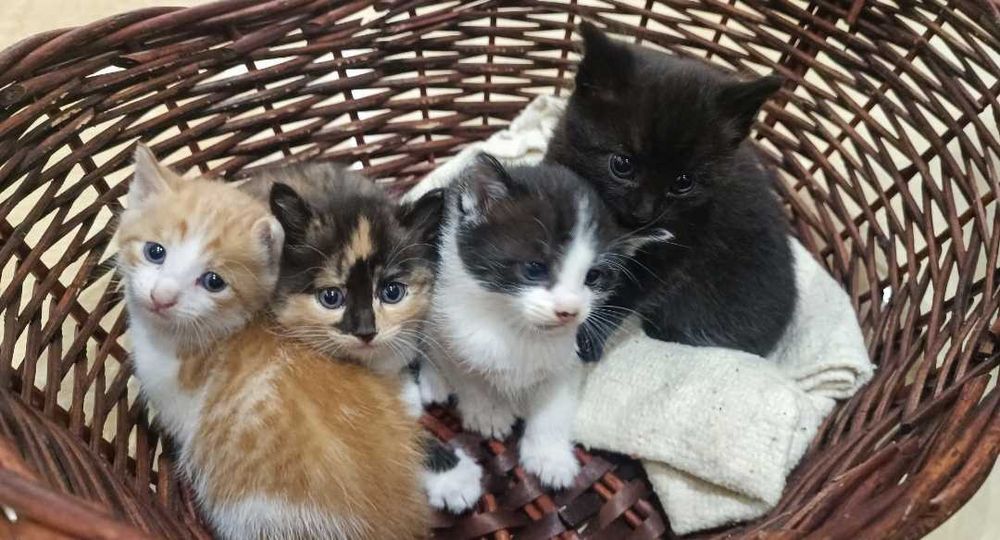 Лучшие котята КРЫСЫЛОВЫ