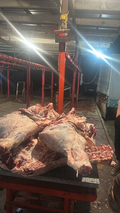 Продам передки быков
