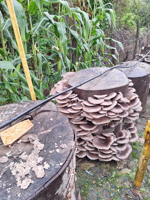 Set 3 pungi Miceliu (samanta) Pleurotus +Termomestru Higrometru+ Bonus