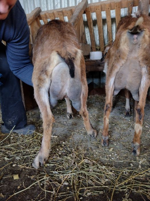 Capre alpine franceze saanen și anglo nubiene