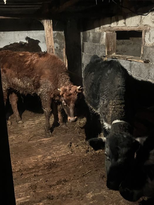 Бұзаулар сатылады