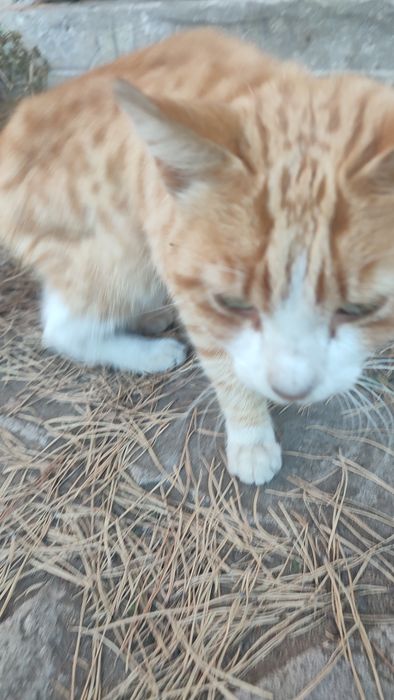 Котик рыжий кот в добрые руки