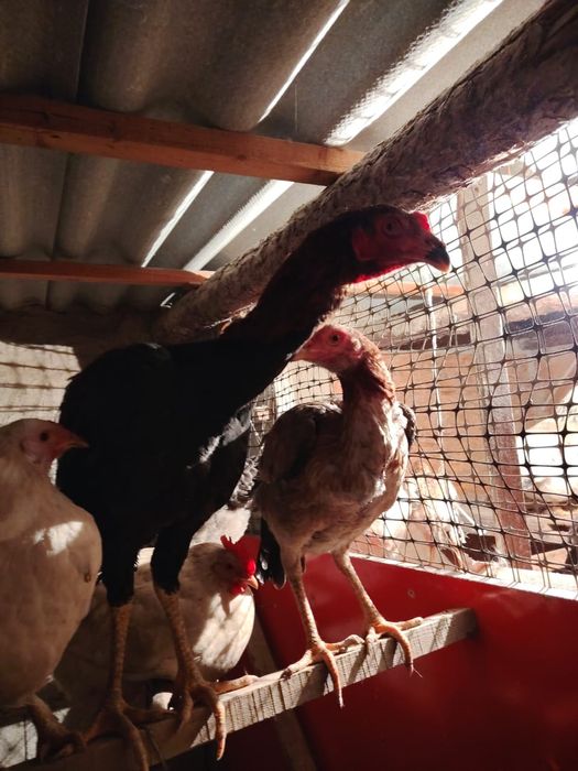 Honor x 9 d супер