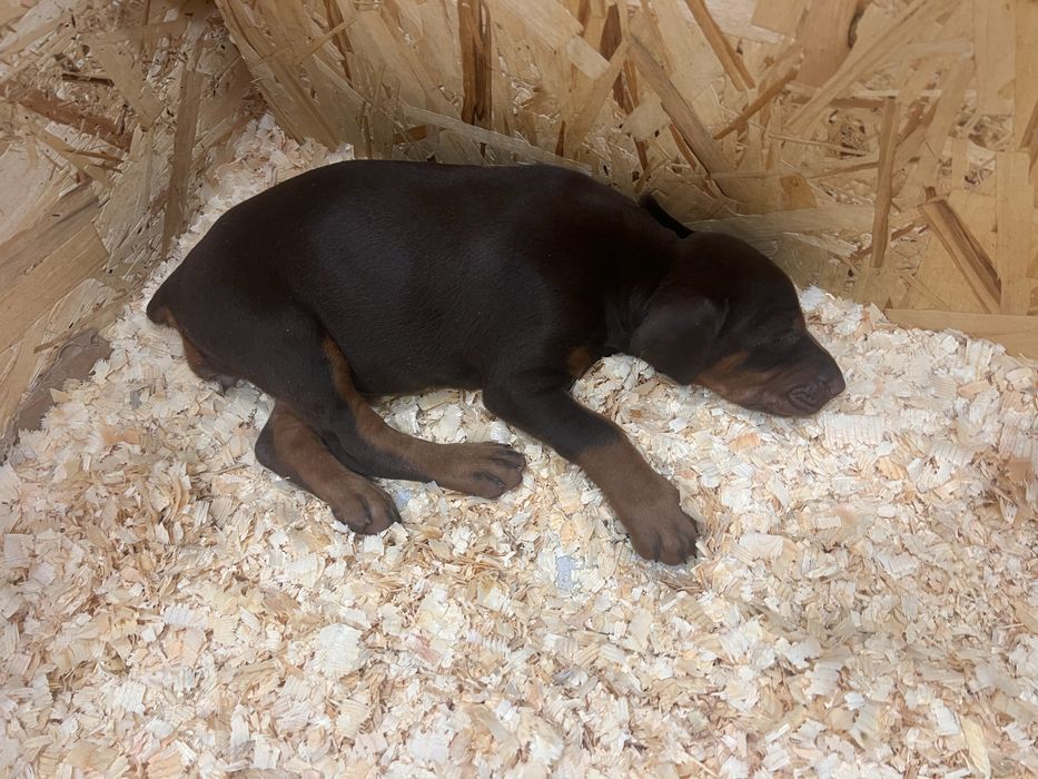 Шенки доберман чистокровные документы