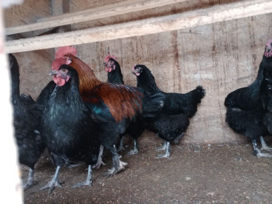 Ouă de găini de rasă de incubat