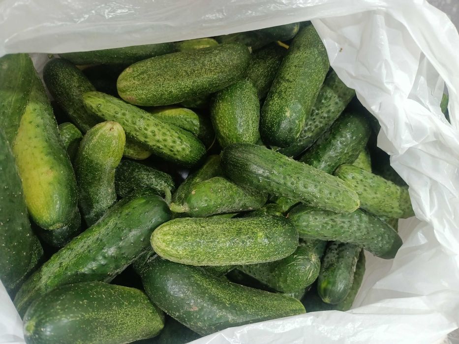 Продам дачные огурцы