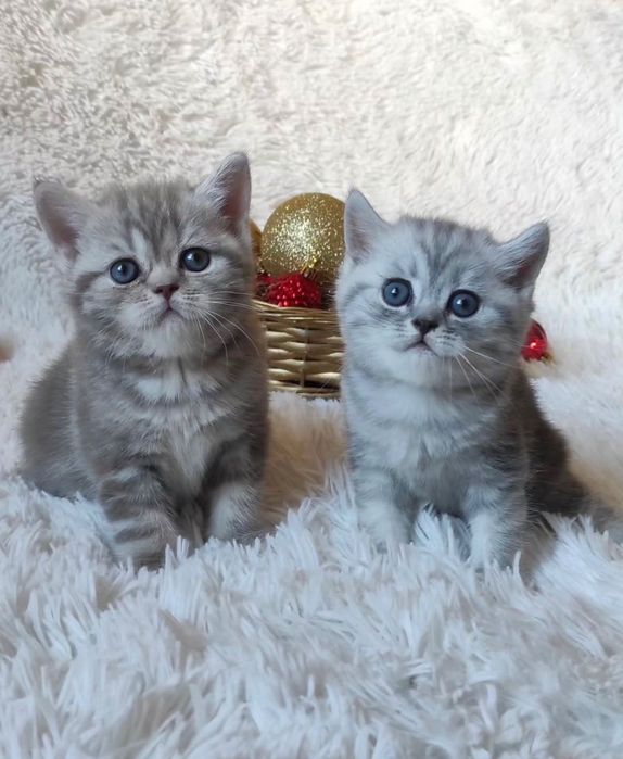 Продажа Шотландских Котят!