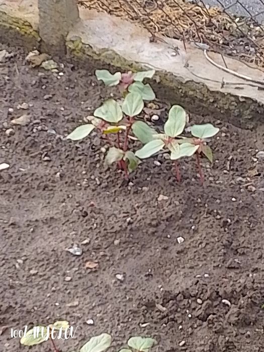 Семена Рицин (кърлеж)