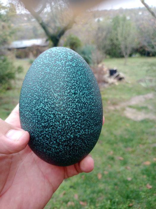 Яйца от щраус за консумация