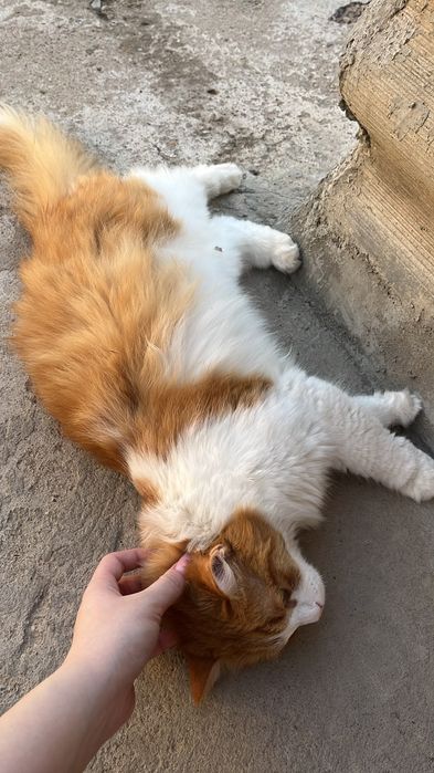 Кастрированный кот в добрые руки