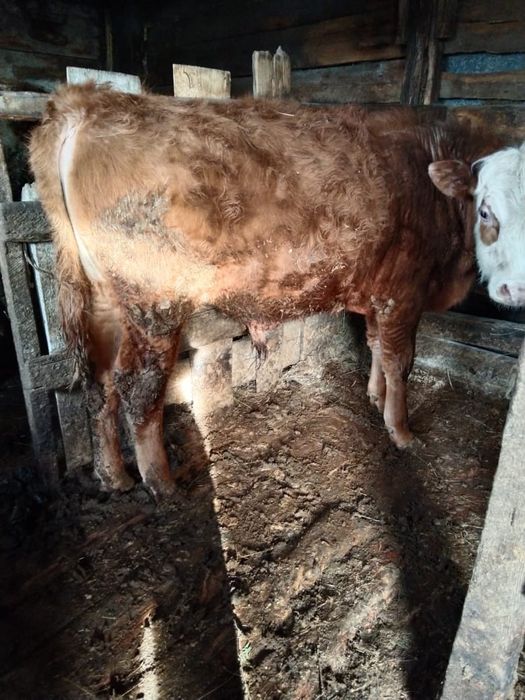 Бука, сиыр, кунажын