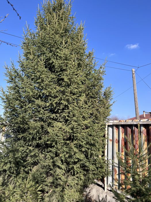 Продам саженцы елок, кедра!