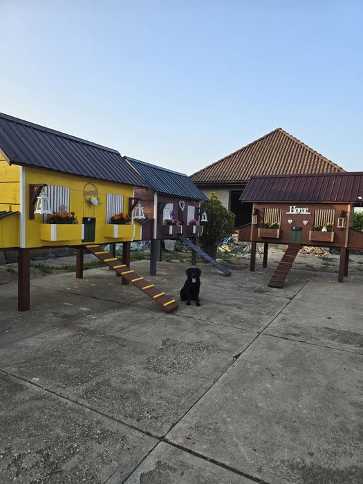 Cotet de găini  de vanzare