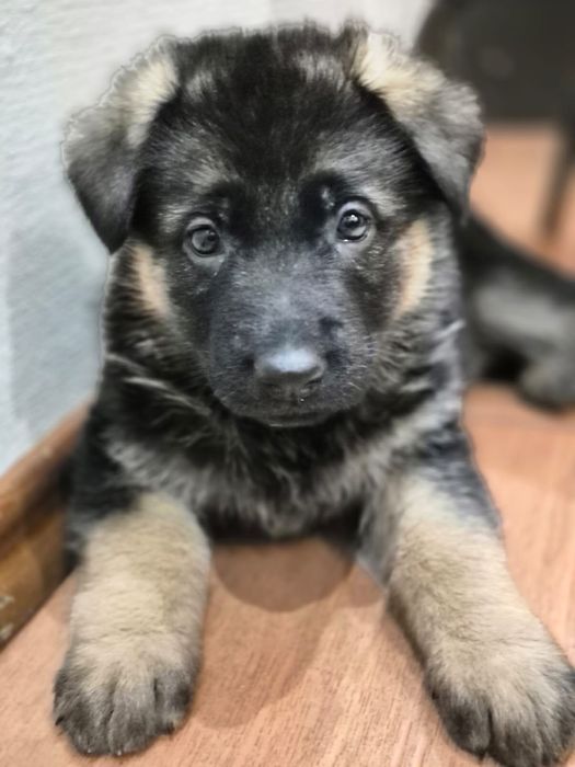 Продам щенков немецкой овчарки