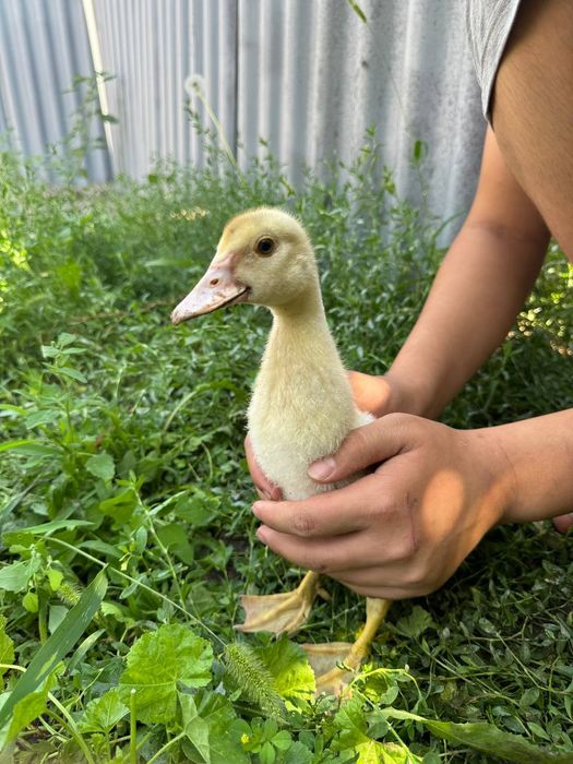 Продам утка 3 штуки срочно!!