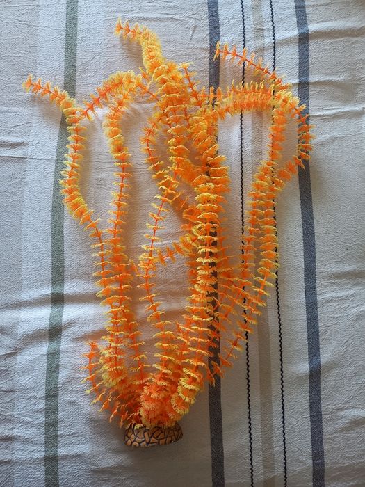 Продам растения для аквариума