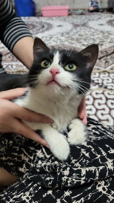 Котёнок девочка домашняя