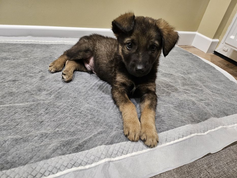 Щенок в добрые руки (даром)