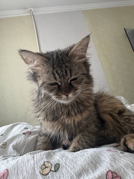 мушук сотилади табби мейн кун