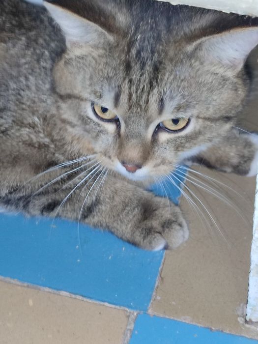 Очаровательный котик Тимур ищет дом.