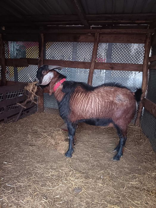 Se vinde țap de rasa