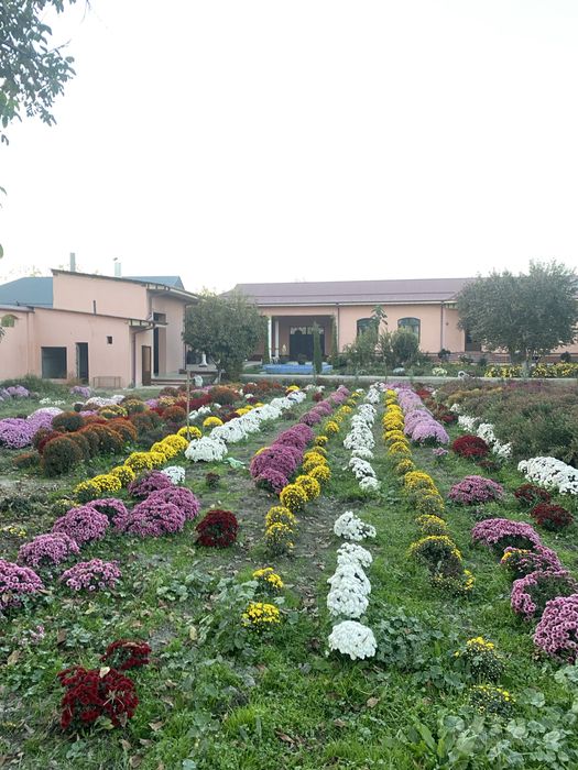 Gullar Samarqand