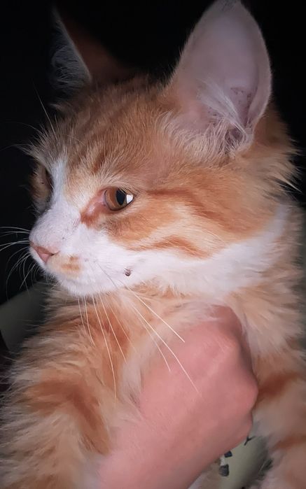 Кошка жёлтый бесплатно
