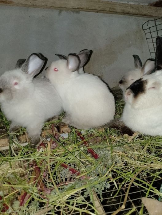 калиф куён,4 та шахтёр боласи билан. .