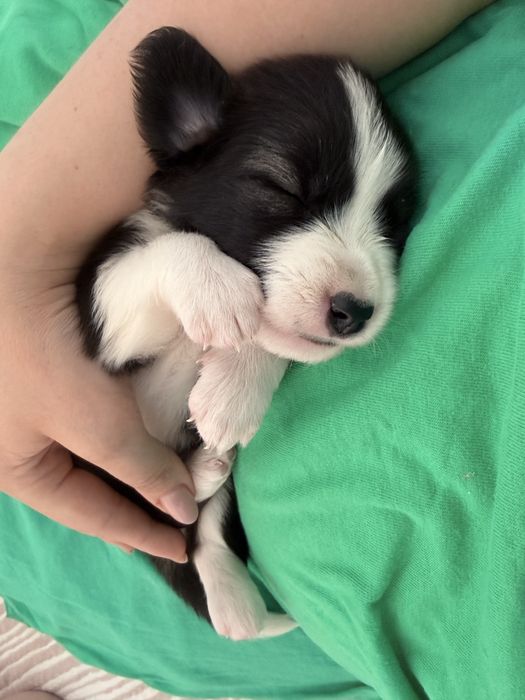 Щенок, девочка, 1 месяц